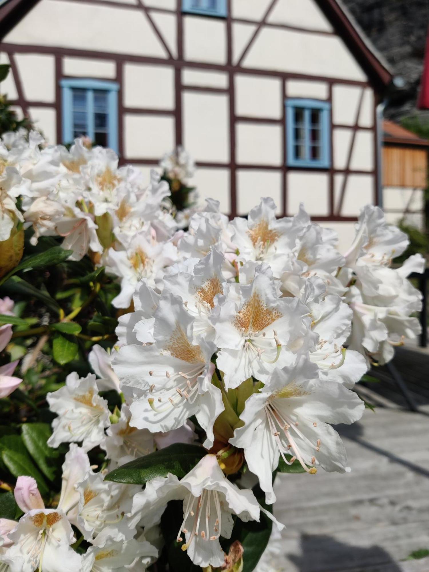 Ferienwohnungen Felsenkeller Bielatal Rosenthal-Bielatal Ngoại thất bức ảnh